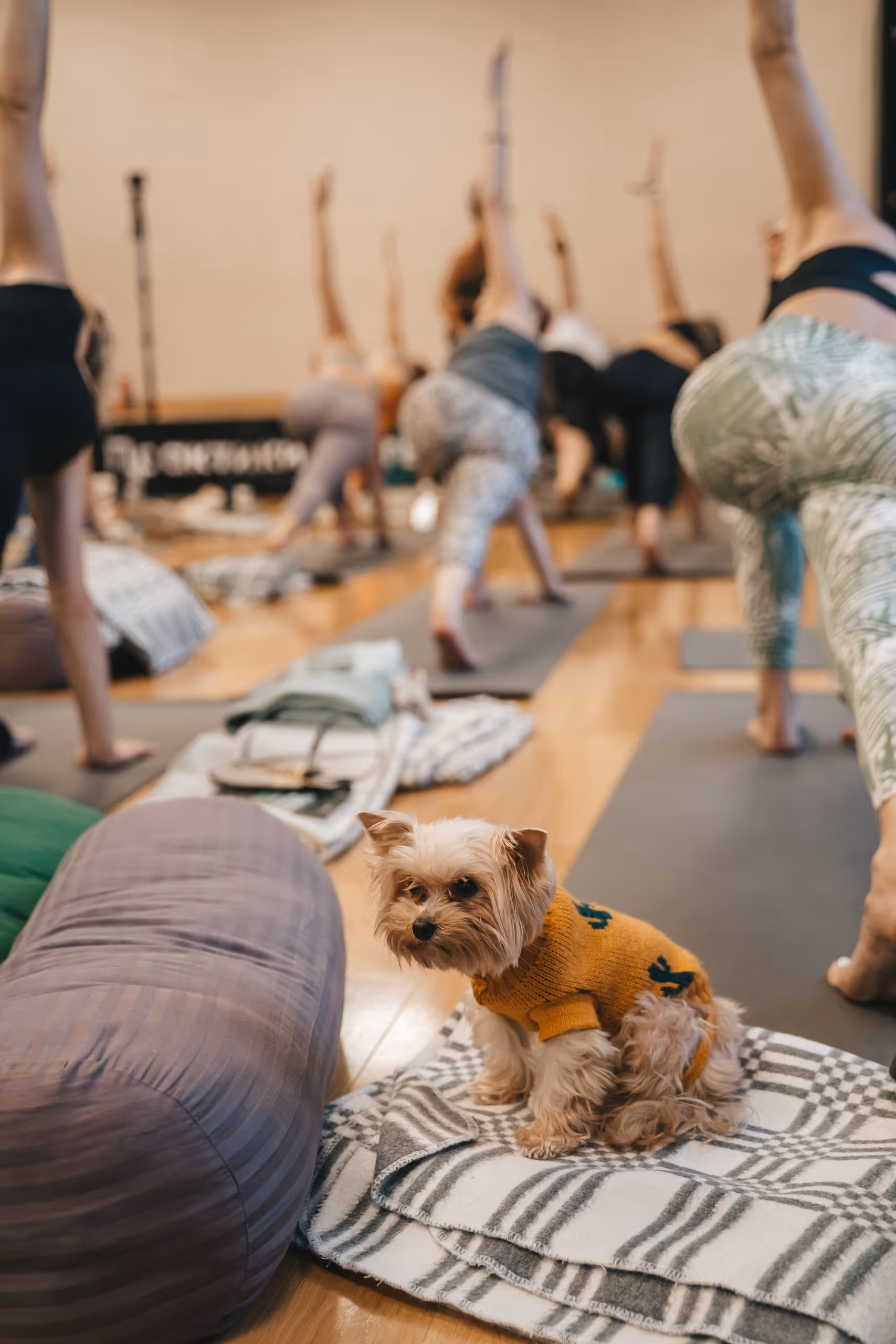 ORGANIC PEOPLE — фото конференции